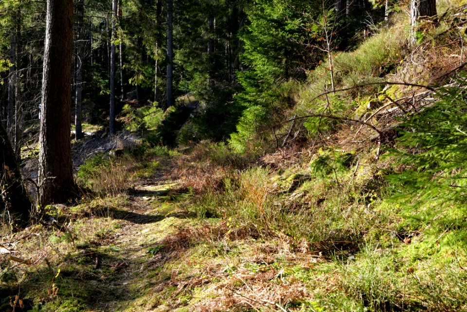 Kirchweg Northern Black Forest 2020-03-15 19