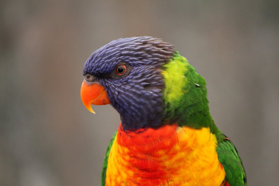 Feather parrot native