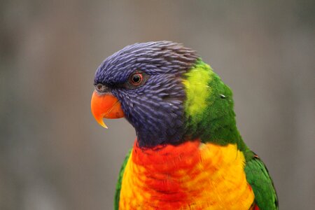 Feather parrot native photo