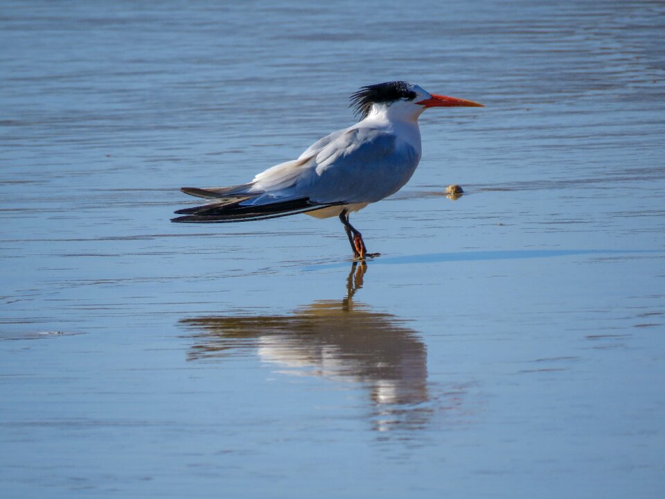Ocean bird californian bird