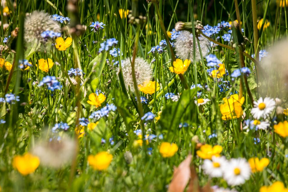 Daisy dandelion dandelions