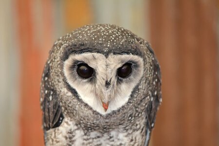 Wildlife beak staring