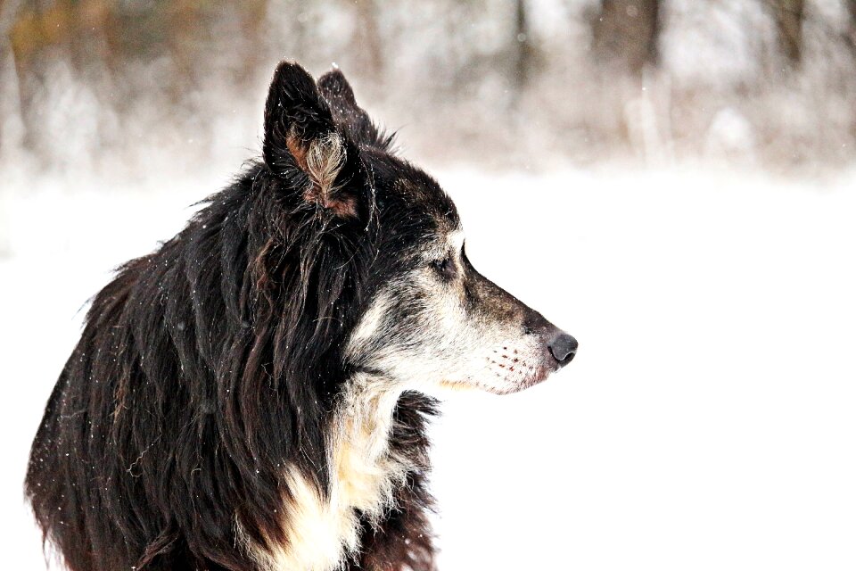 Old dog herding dog british sheepdog