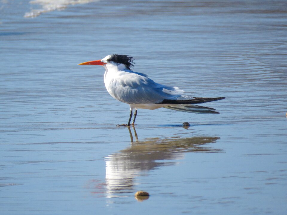 Ocean bird californian bird
