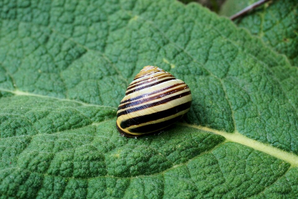 Nature animal slowly