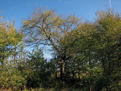 Kirsche Wenighösbach, 2