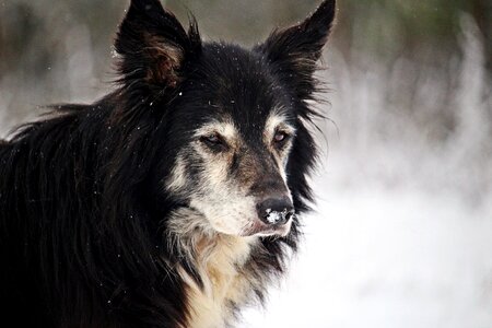 Border herding dog border collie photo