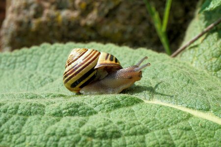 Nature animal slowly