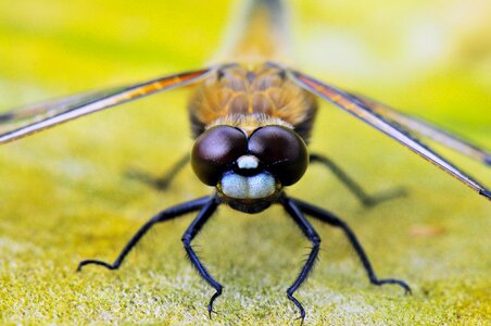 Dragonflies close up insect