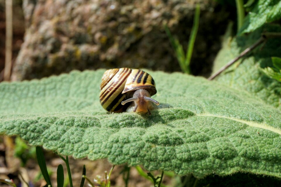 Nature animal slowly