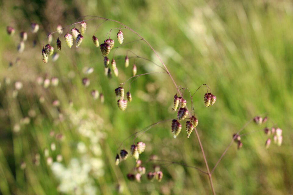 Hjertegræs briza media heart grass