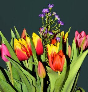 Tulips bouquet spring greetings