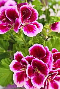 Wilde hilde flowers purple