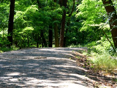 Kammweg Müggelberge 2019-06-13 03 photo