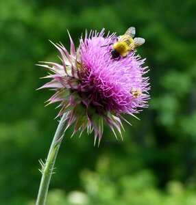 Bees thistle milk thistle