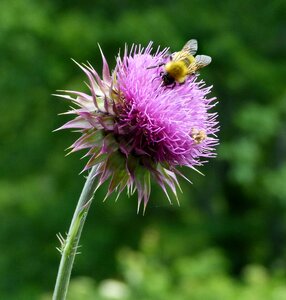 Bees thistle milk thistle photo