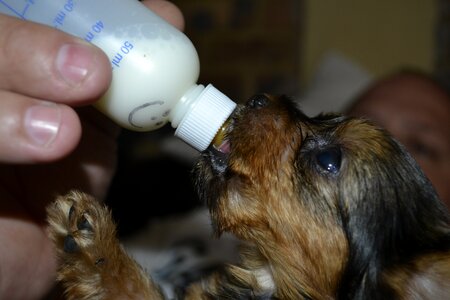 Small puppy milk