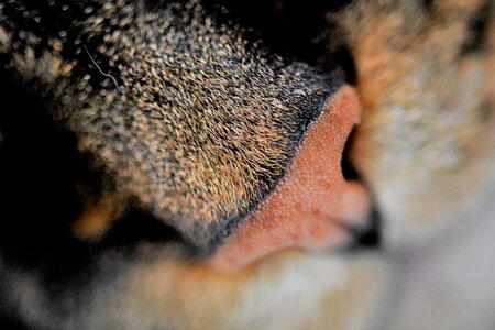 Cat nose nose close up photo