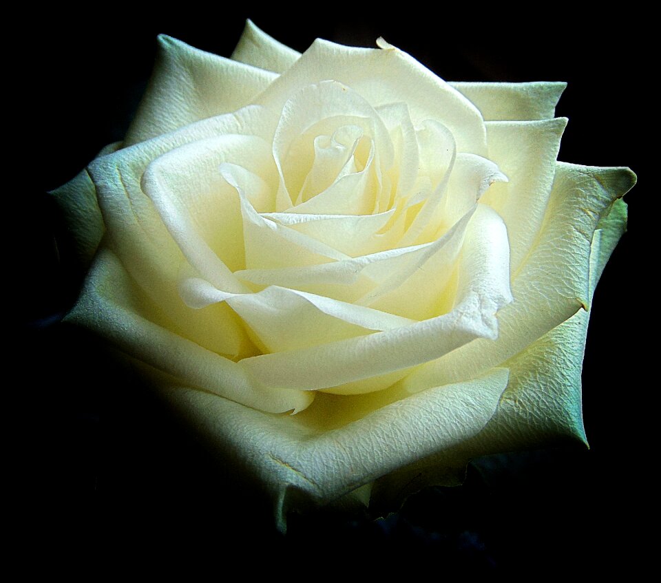 Leaves rose bloom nature