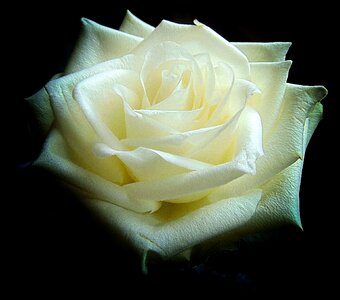Leaves rose bloom nature