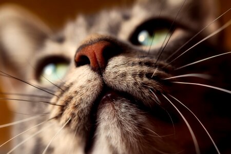 Closeup macro feline photo