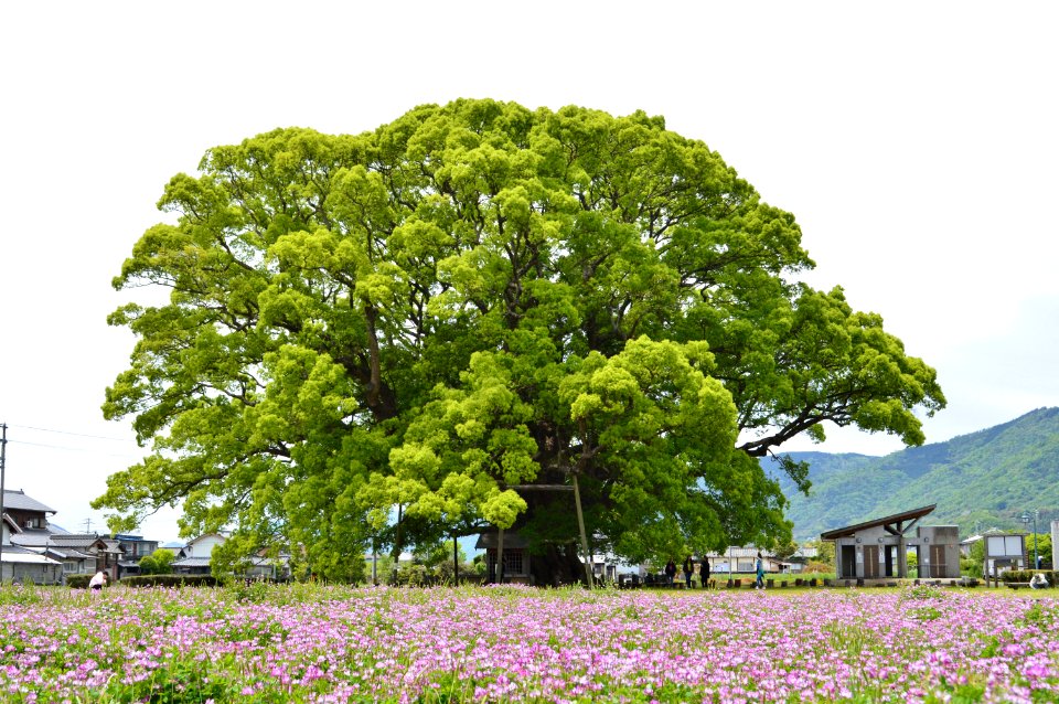 Kamo-no-Okusu-1