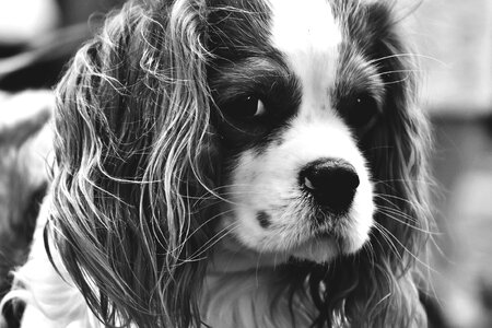Funny pet animal