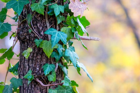 Bark climber plant creeper