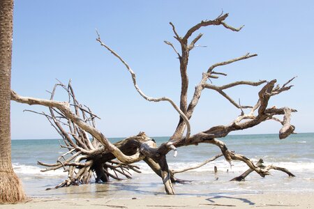 Carolina salt tree photo