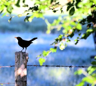 Bird nature sun
