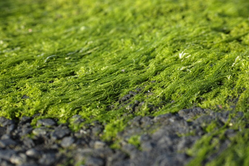 Landscape green beautiful