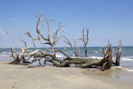 Carolina salt tree photo