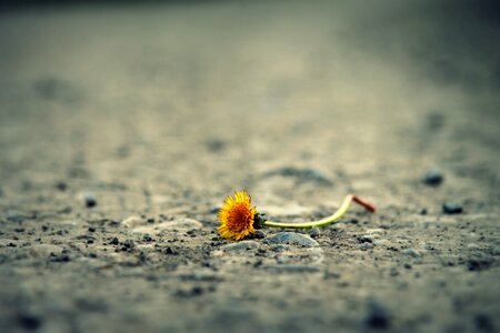 Alone path life