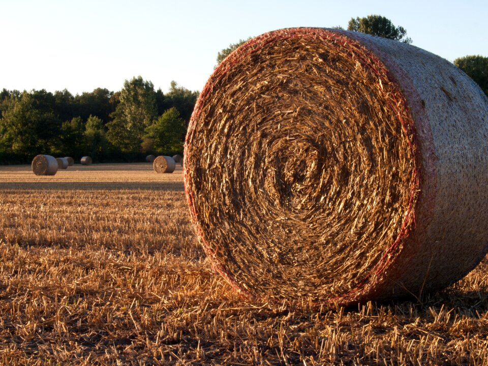 Idyll agriculture cereals