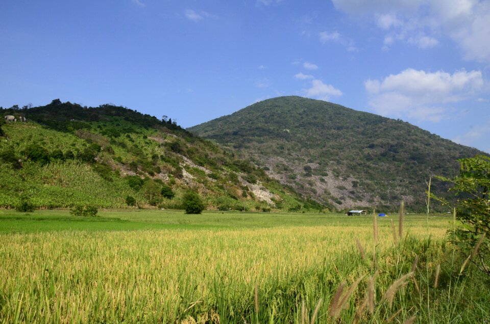 Rice farm sky