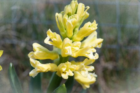 Yellow yellow spring flower fragrant flower photo