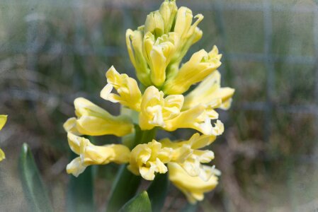 Yellow yellow spring flower fragrant flower