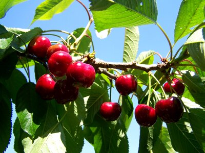 Red cherry ripe fruit cherry branch photo
