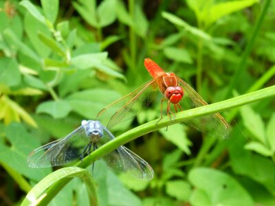 Erythraea crocothemis greenery red dragonfly and blue photo