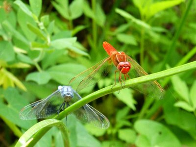 Erythraea crocothemis greenery red dragonfly and blue