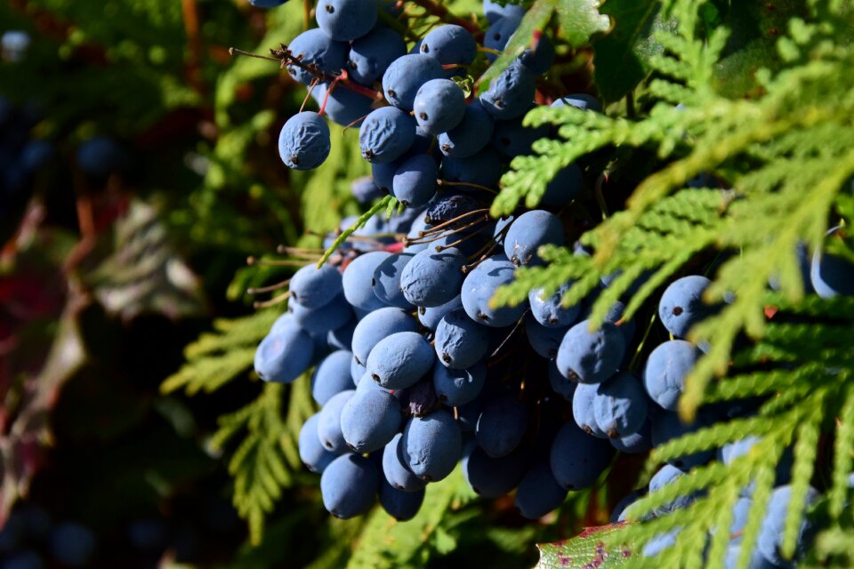 Berry blue blue fruits