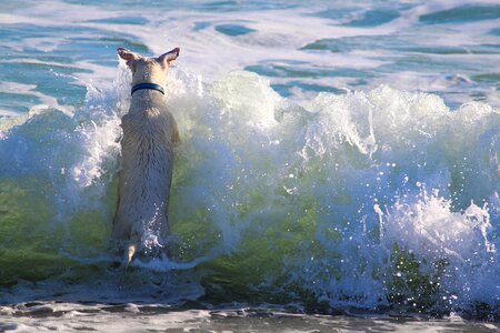 Beach sea lake photo