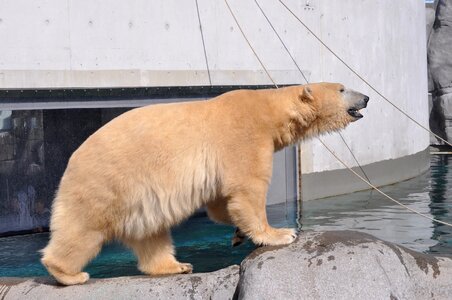 Zoo polar bear expensive