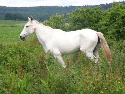 White mold pasture
