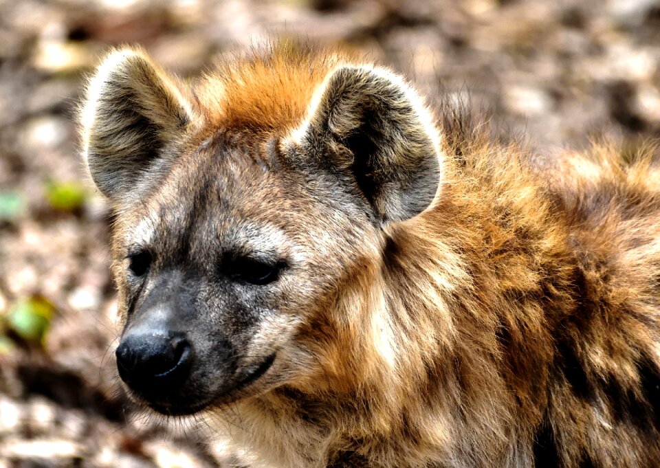 Spotted hyena scavenger hyena dog