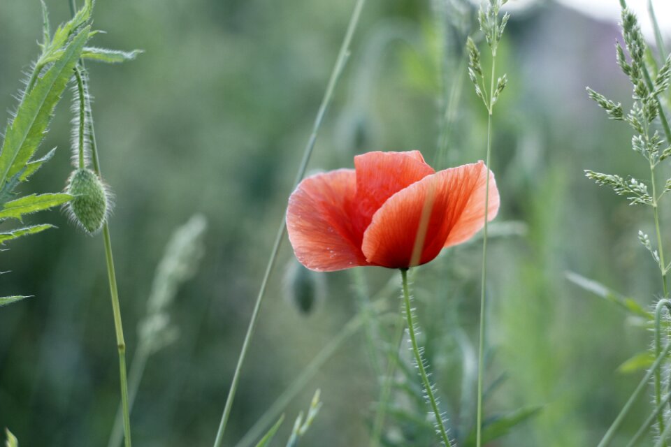 Nature summer plant