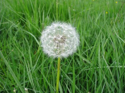 Nature natural flower meadow