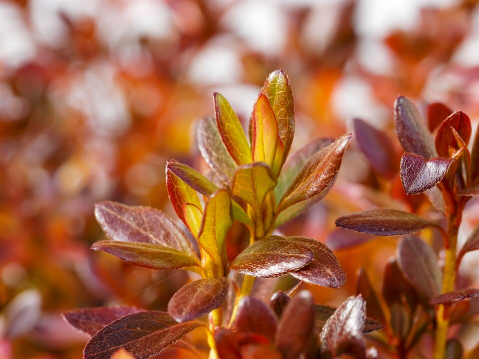 Colorful leaves color