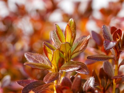 Colorful leaves color