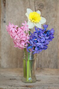 Glass hyacinth narcissus